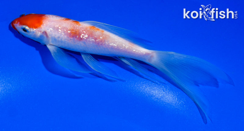 5" GINRIN KOHAKU BUTTERFLY