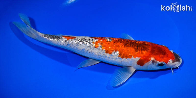 10" GINRIN GOSHIKI