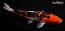 8.75" GOSHIKI