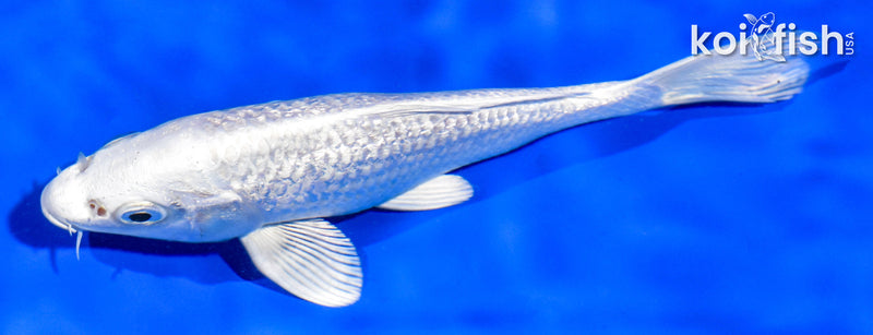 6" GINRIN PLATINUM OGON