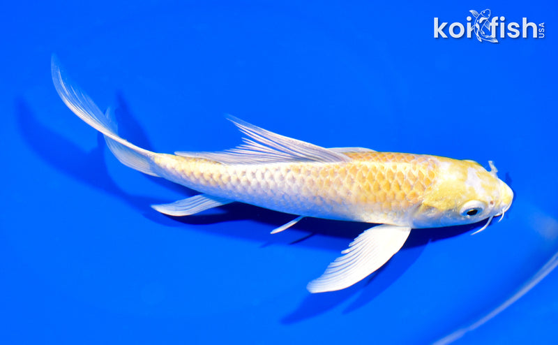 7" LEMON HARIWAKE BUTTERFLY