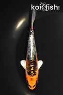 5.5" ARAGOKE BENI KIKOKURYU