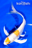 9" GINRIN HARIWAKE BUTTERFLY