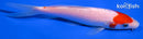 5.25" KOHAKU