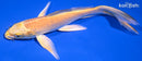 6.75" YAMABUKI OGON BUTTERFLY
