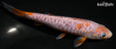6.25" DOITSU OCHIBA SHIGURE