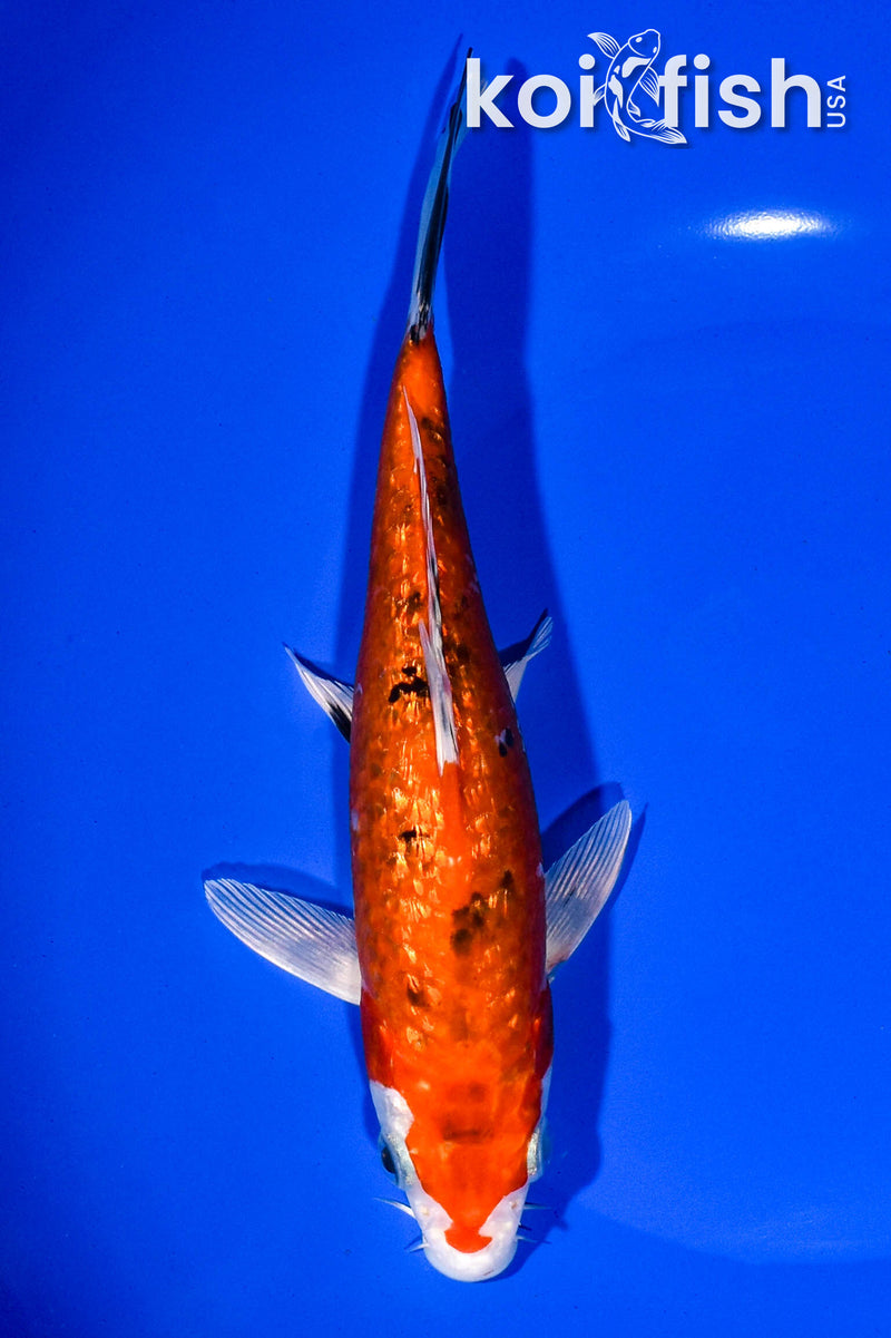 7.5" GINRIN YAMATO NISHIKI