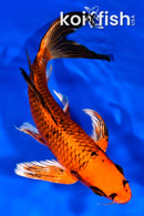 8.25" ORENJI MATSUBA BUTTERFLY