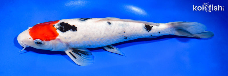 11.5" TANCHO SANKE