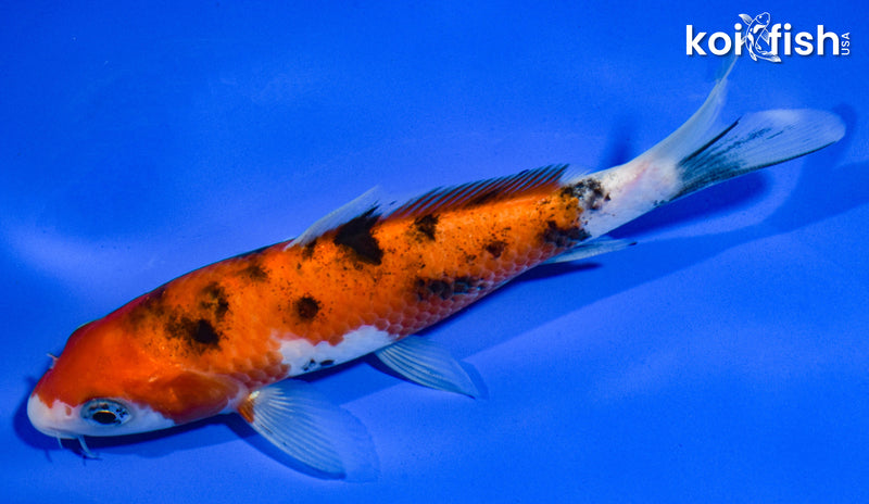 5.5" AKA SANKE