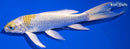 6.75" LEMON HARIWAKE BUTTERFLY