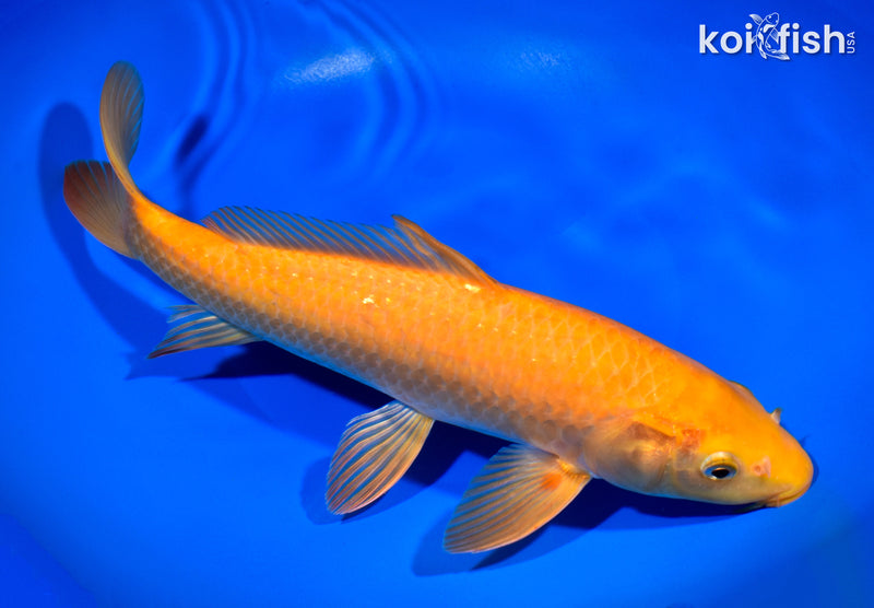 11.75" CHAGOI