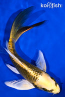 5.5" KI MATSUBA BUTTERFLY