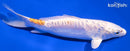 6.75" KIKUSUI