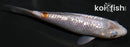 5.75" GINRIN OCHIBA SHIGURE