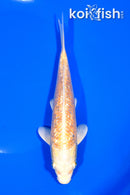 7" GINRIN YAMABUKI OGON