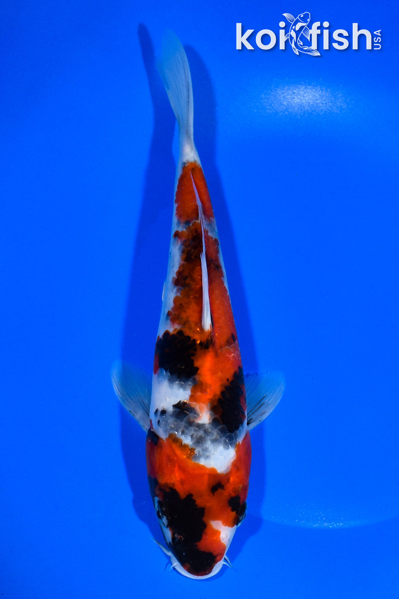 9.25" SHOWA