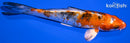 5.25" YAMATO NISHIKI