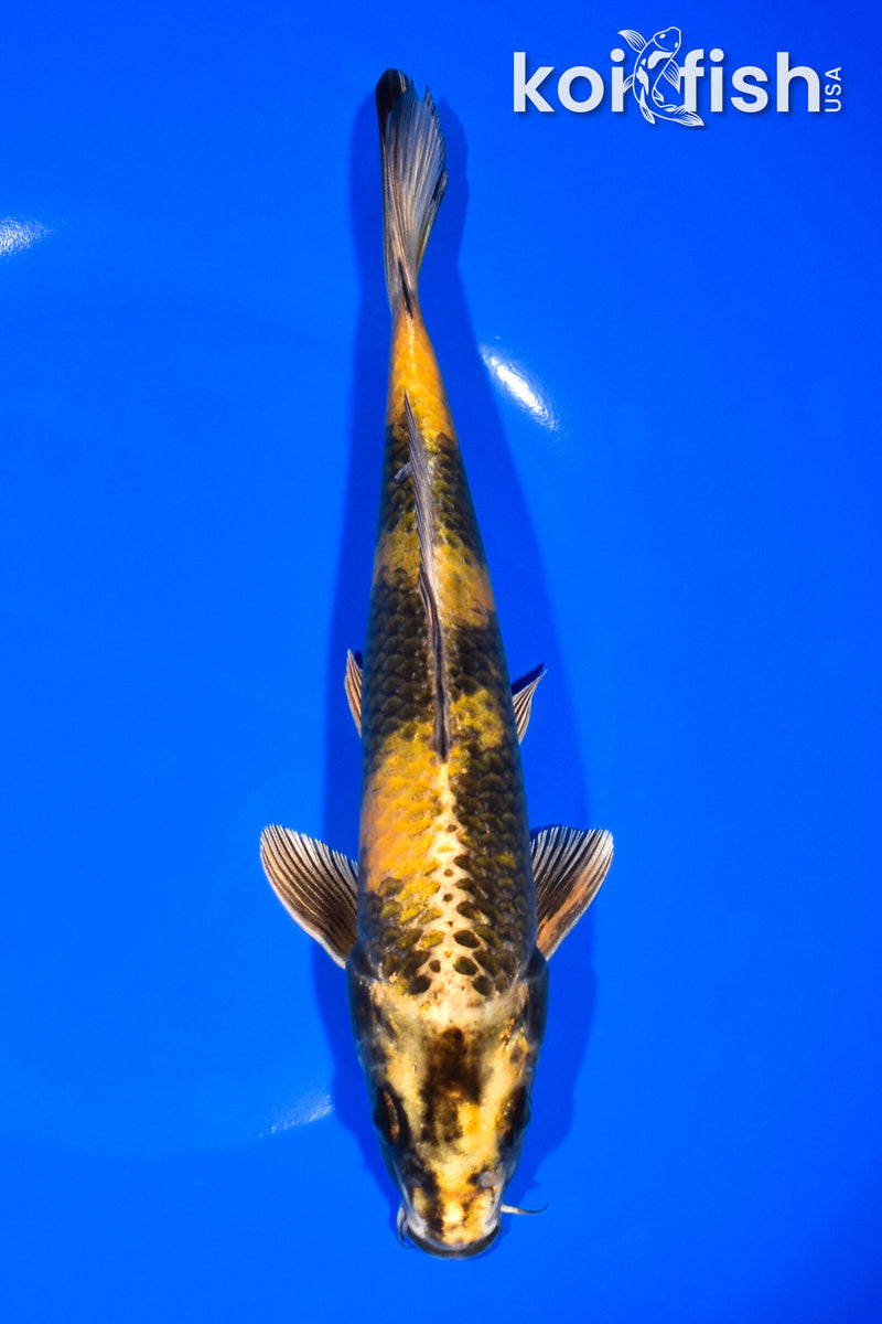 8.25" KIN KI UTSURI