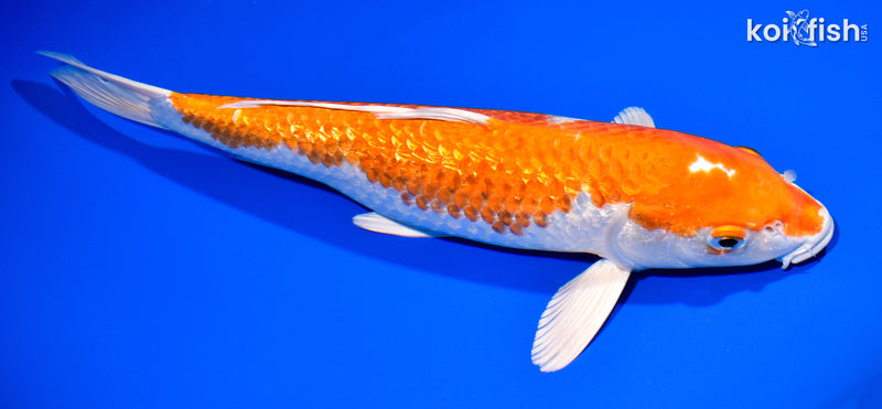 13" GINRIN HARIWAKE