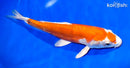 11" KIKUSUI