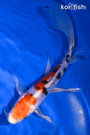 7.75" HEISEI NISHIKI BUTTERFLY