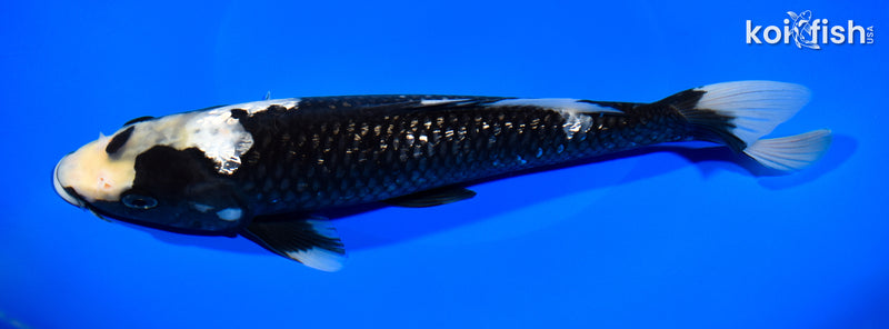 9.75" GINRIN MATSUKAWABAKE
