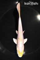 6.5" DOITSU LEMON HARIWAKE