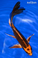 9" ORENJI MATSUBA BUTTERFLY