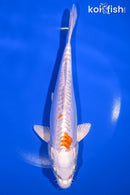 8" KIKUSUI