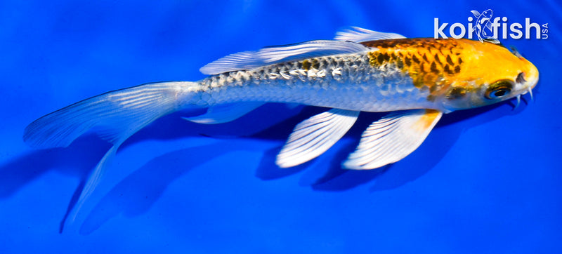 5.5" GINRIN KUJAKU BUTTERFLY