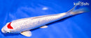 9.75" GINRIN TANCHO HARIWAKE