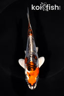 5" BENI KIKOKURYU