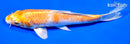 7.5" HARIWAKE