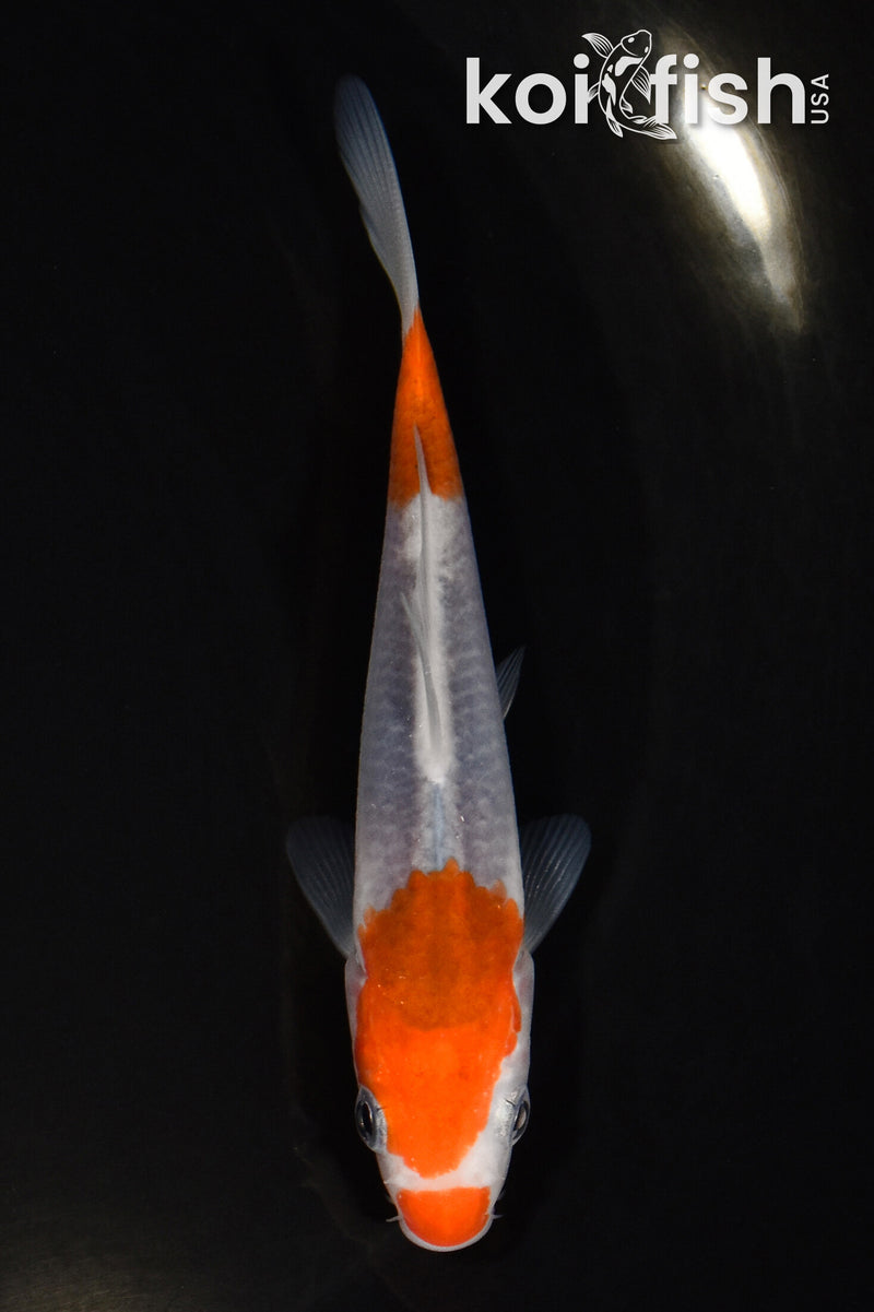 4" GOROMO