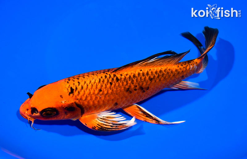 8.25" ORENJI MATSUBA BUTTERFLY