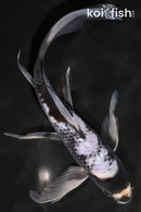 8.5" BENI MATSUKAWABAKE BUTTERFLY