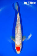 11.5" GINRIN TANCHO KOHAKU