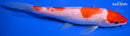 8.25" KOHAKU