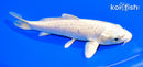 6.5" MUKASHI OGON