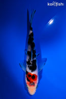 5.5" SANKE