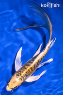 8.75"KIIN KIKOKURYU BUTTERFLY