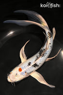 8.25" YAMATO NISHIKI BUTTERFLY