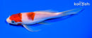 6.75" GOROMO BUTTERFLY