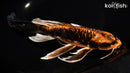 9.75" ARAGOKE ORENJI MATSUBA BUTTERFLY