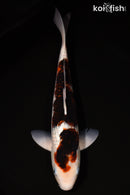 14.75" GINRIN GOROMO