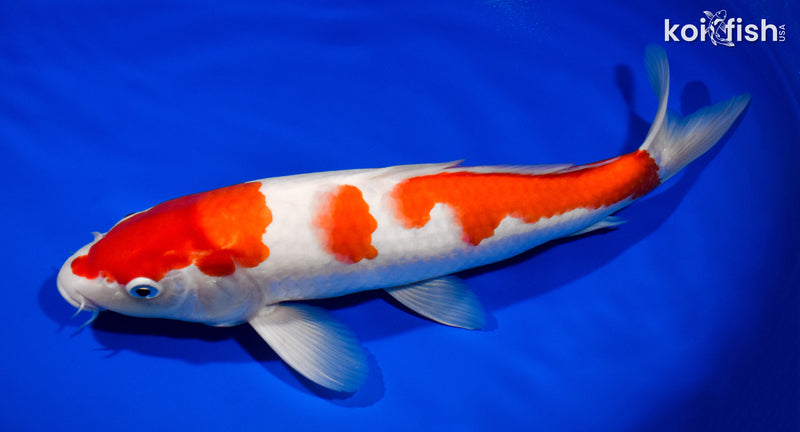 13" KOHAKU