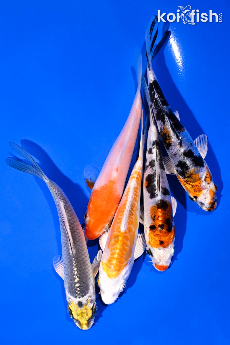 PACK OF (5) 4-5" STANDARD KOI