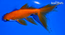 5.25" WATONAI GOLDFISH