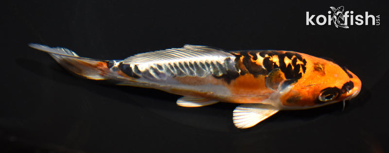 5.5" ARAGOKE BENI KIKOKURYU